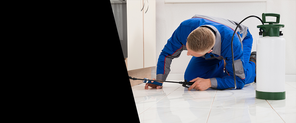 24/7 Emergency Pest Control Services